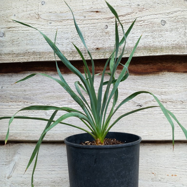 Yucca hybrid: (pallida x (filamentosa x flaccida)) x flaccida