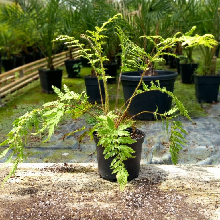 Dicksonia blumei