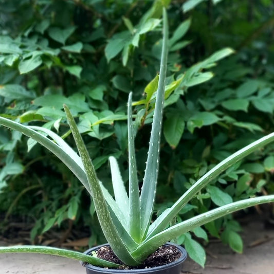 Aloe vera barbadensis