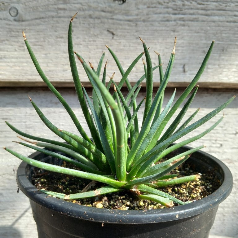 Agave Albopolosa - Snow Puff sale Agave - Compact Agave - Slow Growing - Free Shipping