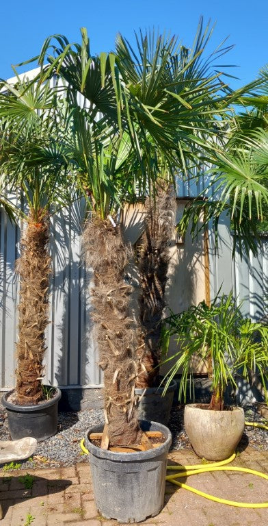 Trachycarpus fortunei