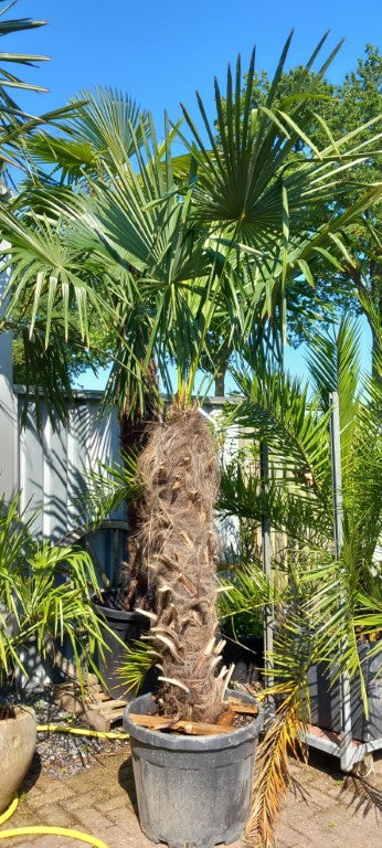 Trachycarpus fortunei