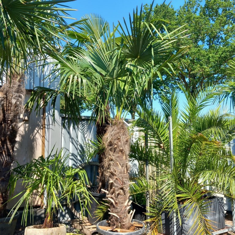 Trachycarpus fortunei