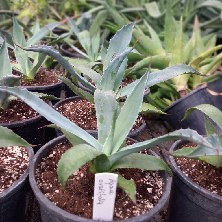 Agave ovatifolia