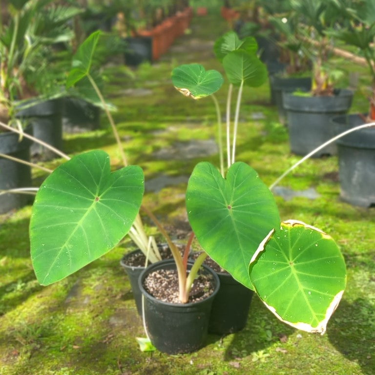 Colocasia esculenta "Pink China"