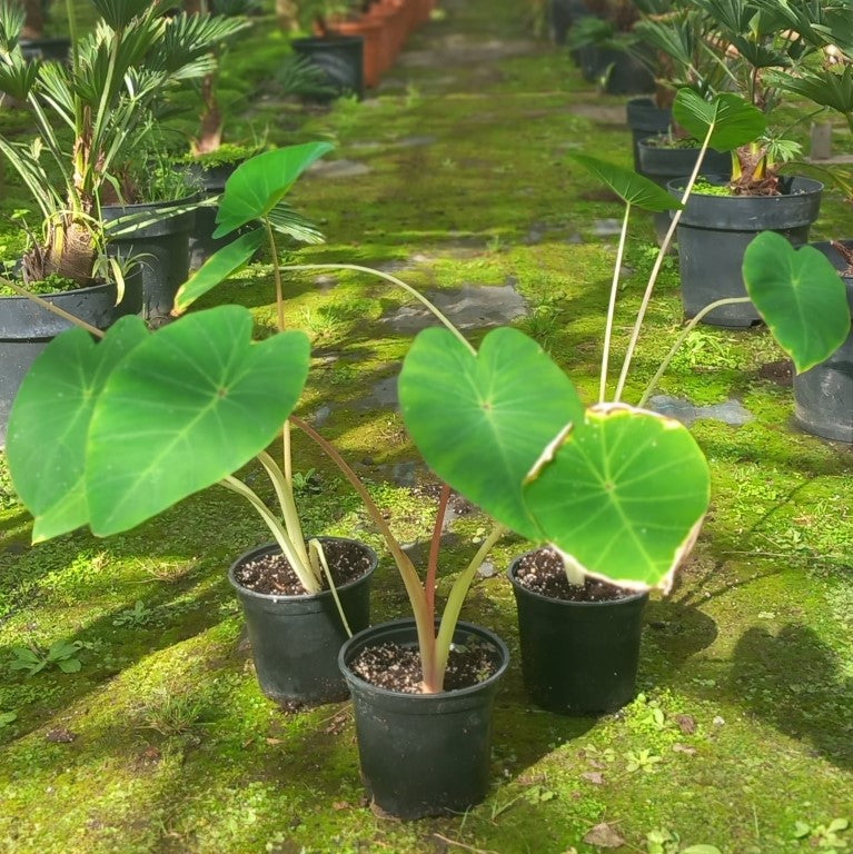 Colocasia esculenta "Pink China"