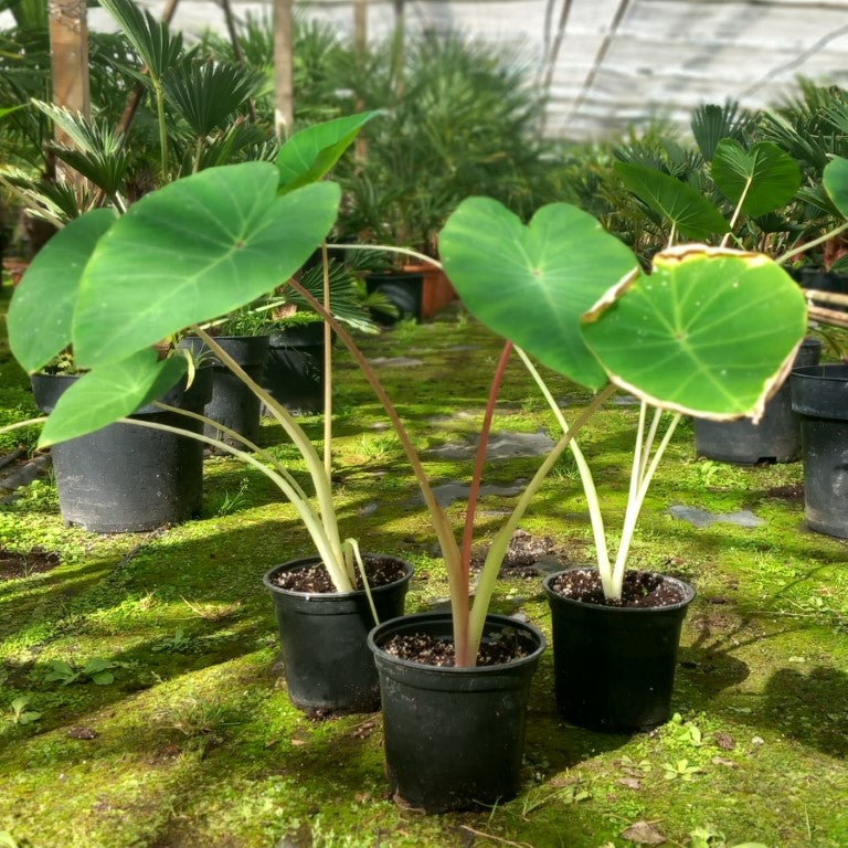 Colocasia esculenta "Pink China"