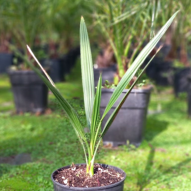 Phoenix dactylifera