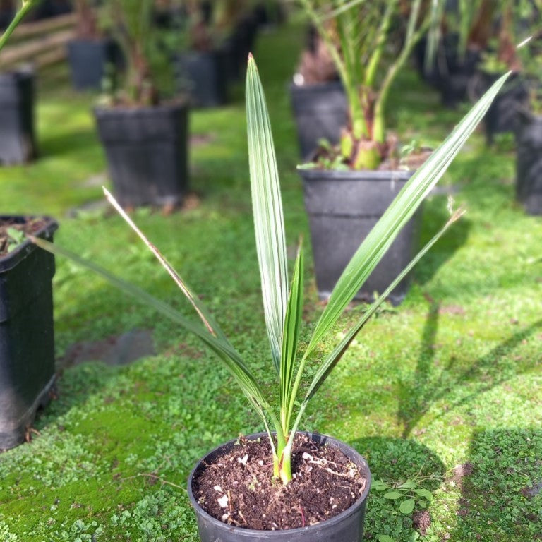Phoenix dactylifera