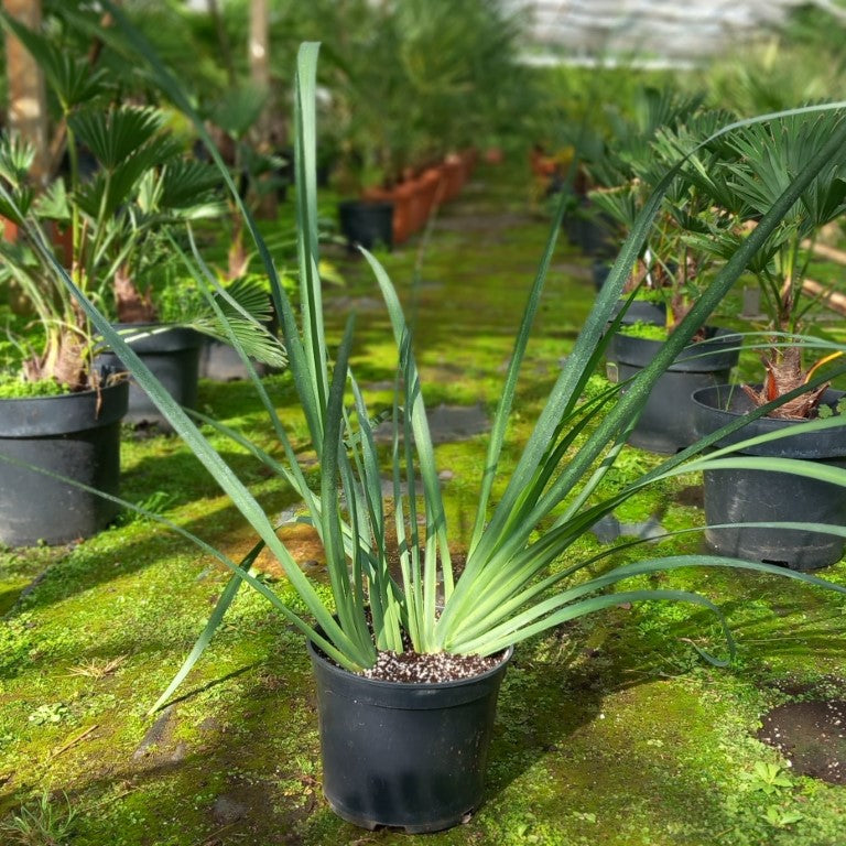 Dietes grandiflora