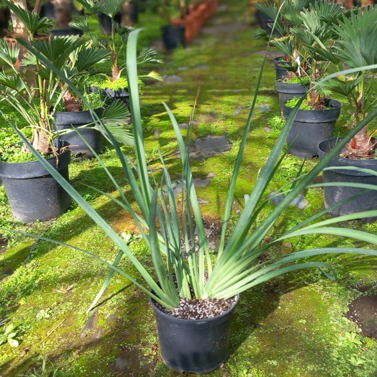 Dietes grandiflora