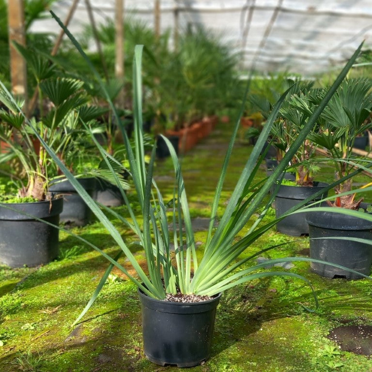 Dietes grandiflora