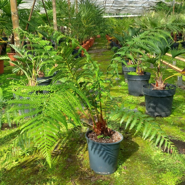 Dicksonia antarctica