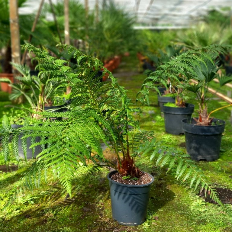 Dicksonia antarctica