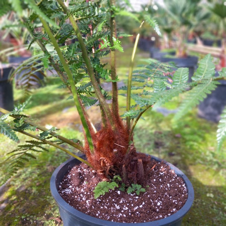 Dicksonia antarctica