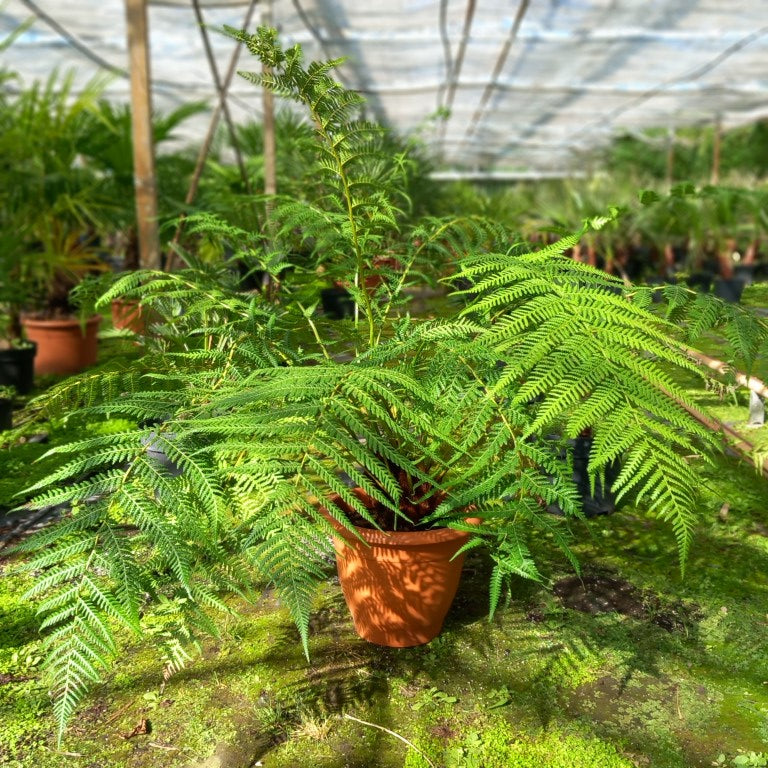 Dicksonia antarctica