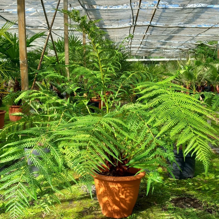 Dicksonia antarctica