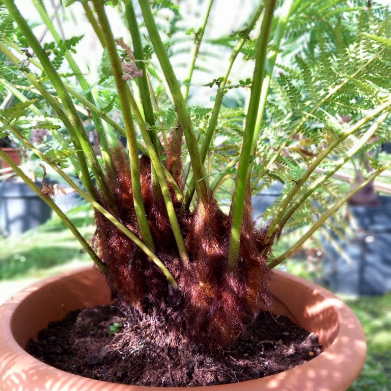Dicksonia antarctica, double stem 10 + 13 cm, total 145 cm, pot 30 cm (No. 2)