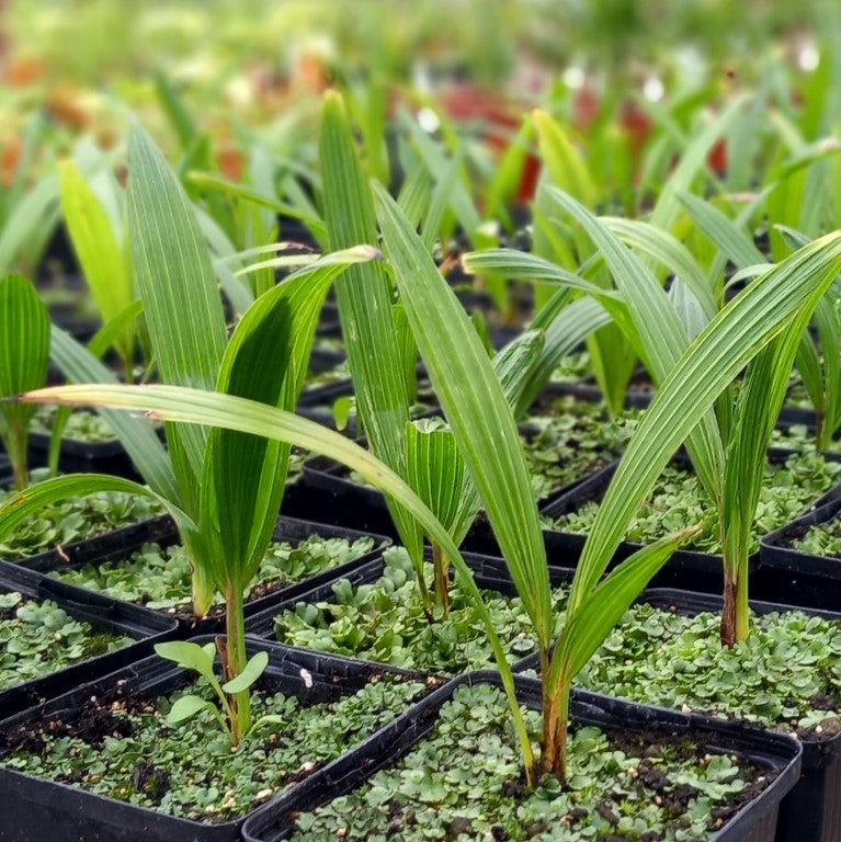 Trachycarpus wagnerianus