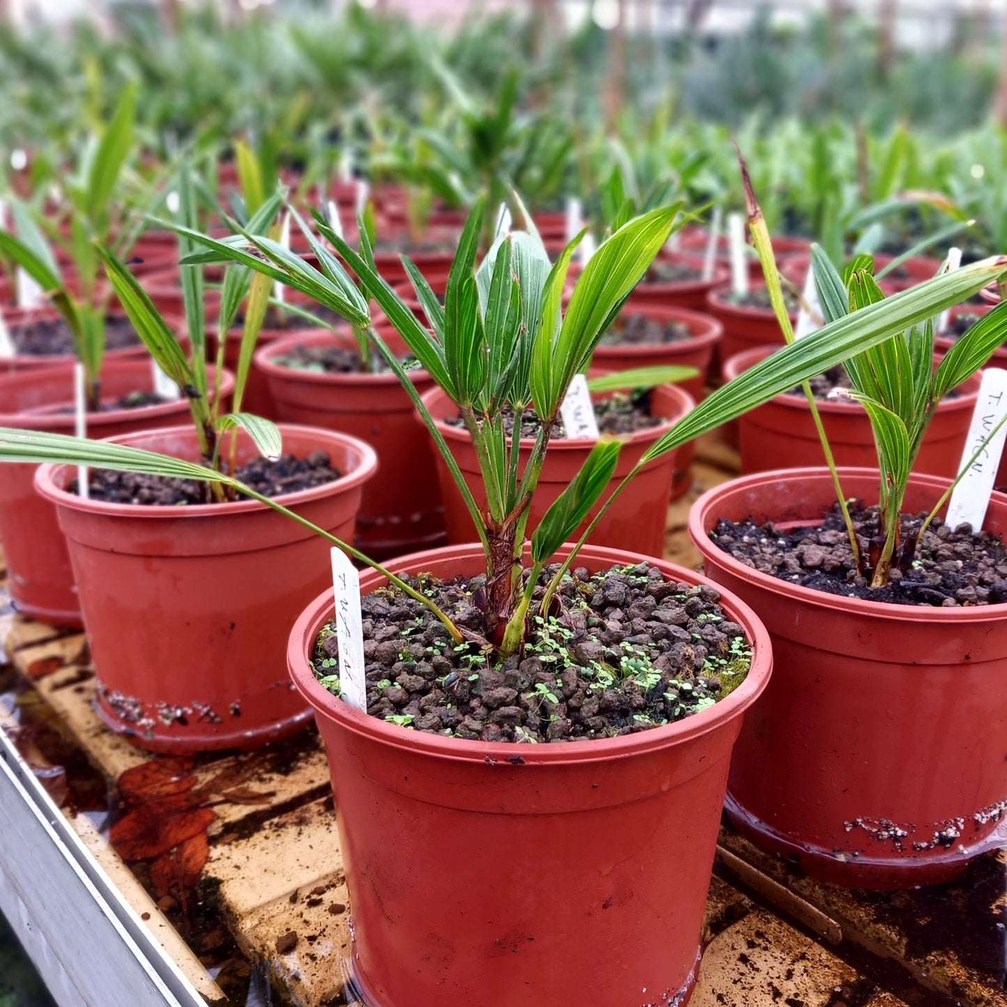4 x Trachycarpus wagnerianus, 2 ltr. pot