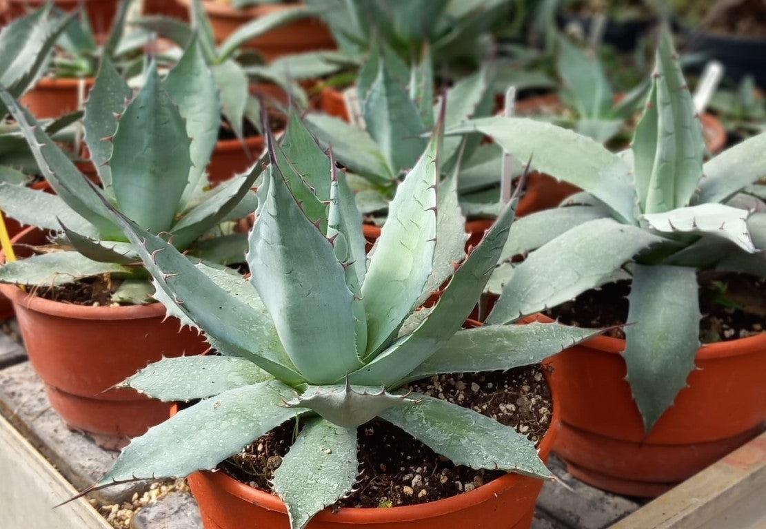 Agave parrasana