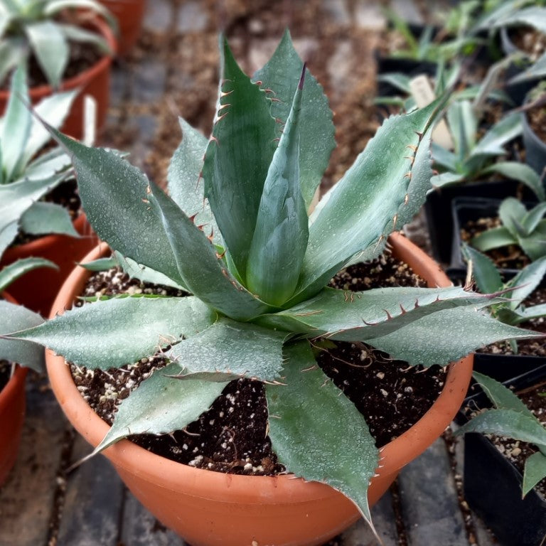 Agave parrasana, diam. 35-40 cm