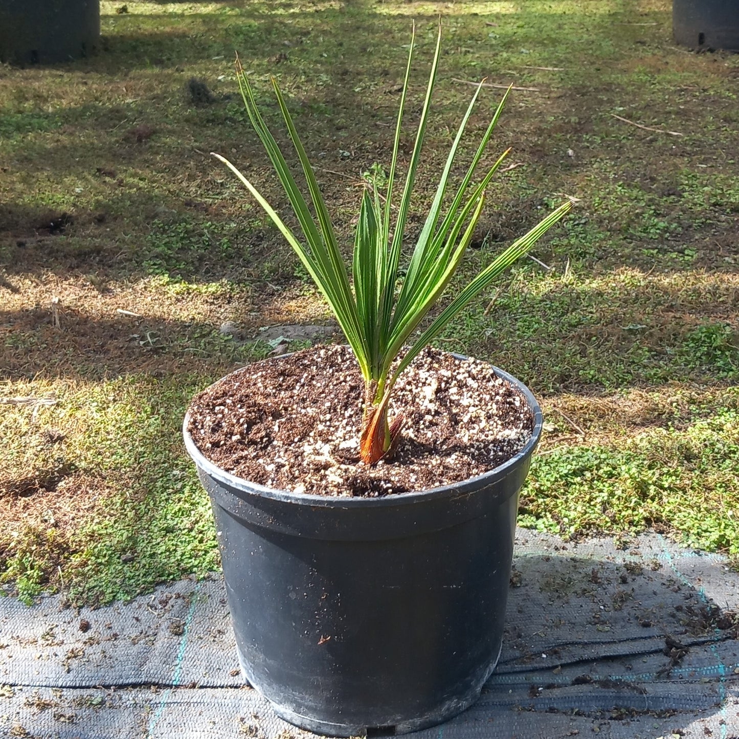 Chamaerops humilis vulcano