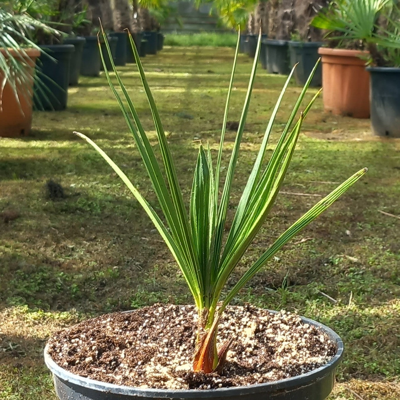 Palmier Chamaerops Humilis Vulcano