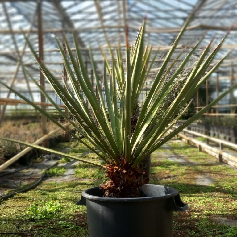 Yucca faxoniana, trunk/plant/total 33/95/115 cm