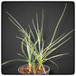 Yucca hybrid: (flacc. x glauca) x (flacc. x glauca) stem/plant/total 0+5+5/38/59 cm