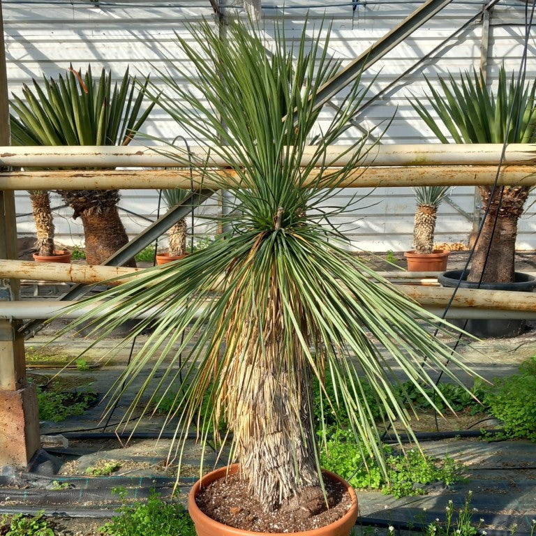 Yucca linearifolia