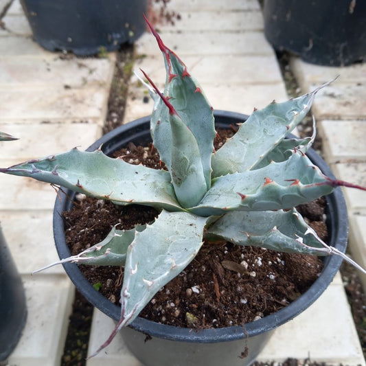 Agave parryi sp. neomexicana