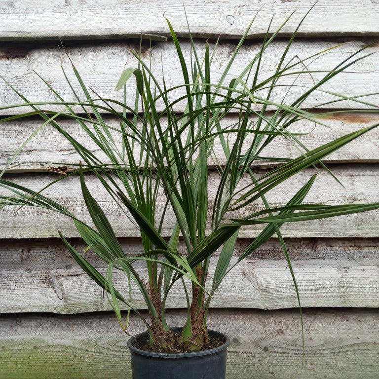 Butia capitata