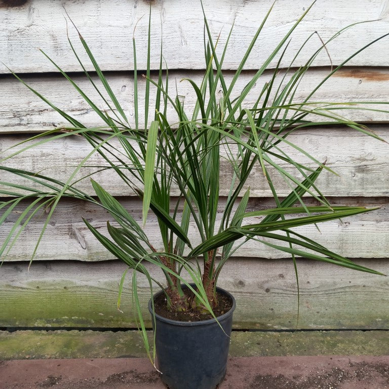 Butia capitata