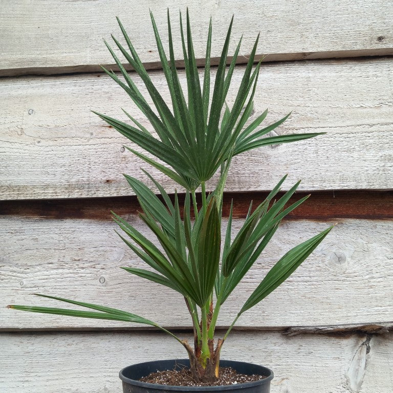 Chamaerops humilis