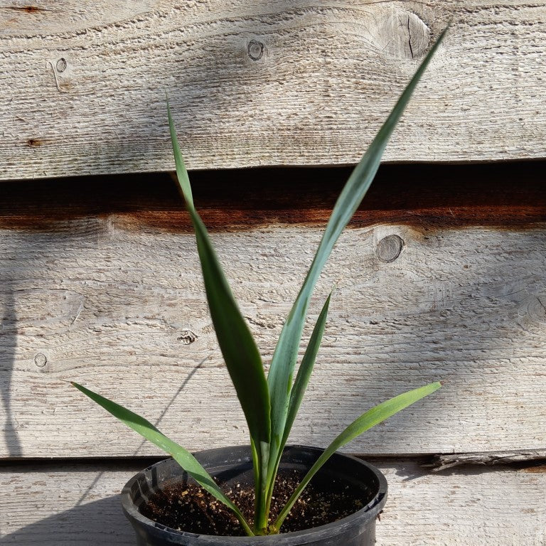 Yucca faxoniana