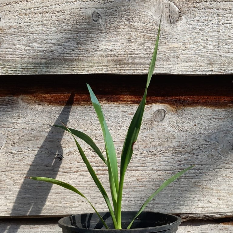 Yucca faxoniana