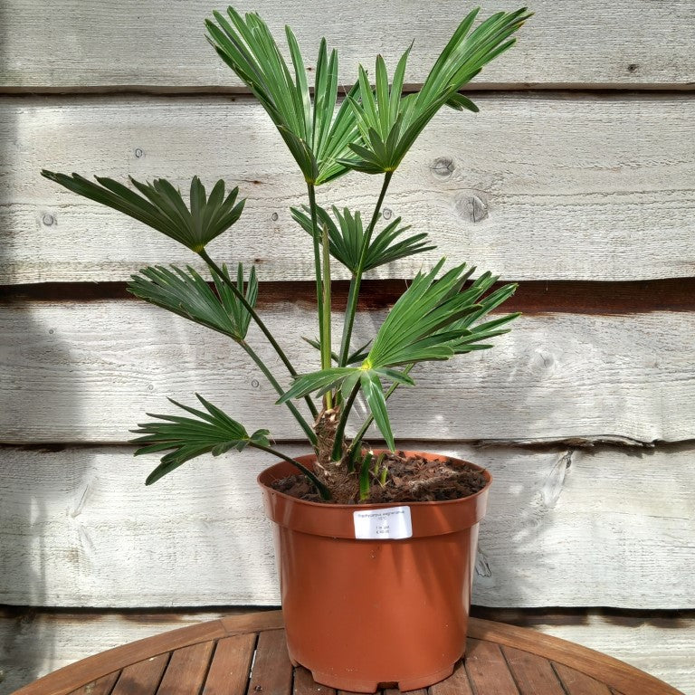 Trachycarpus wagnerianus