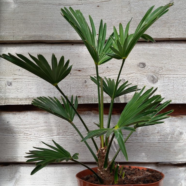 Trachycarpus wagnerianus