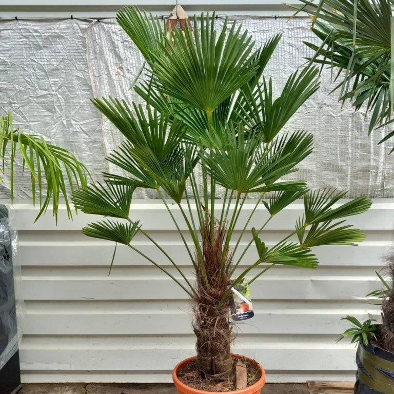 Trachycarpus wagnerianus