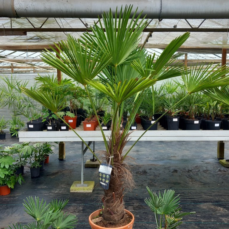 Trachycarpus wagnerianus