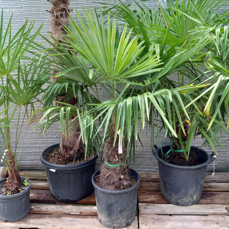Trachycarpus fortunei