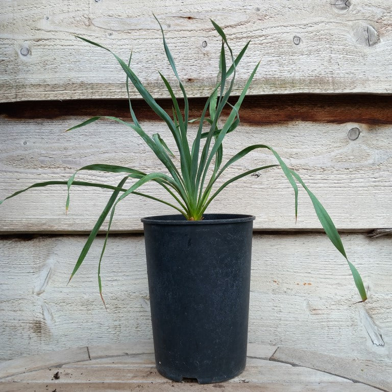 Yucca hybrid: (pallida x (filamentosa x flaccida)) x flaccida