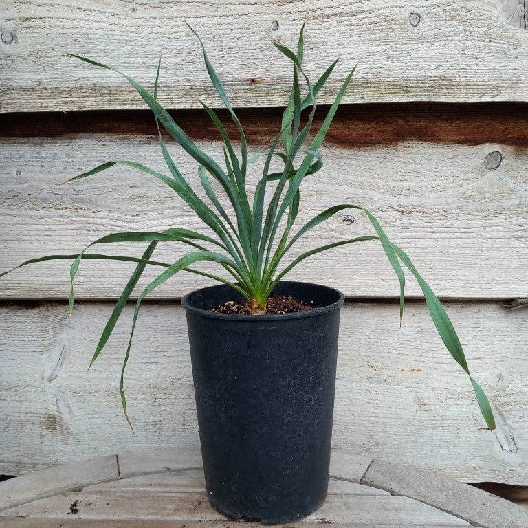 Yucca hybrid: (pallida x (filamentosa x flaccida)) x flaccida