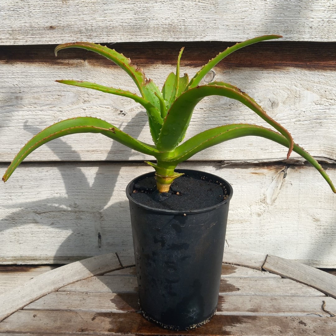 Aloe helenae