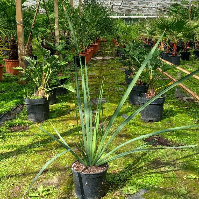 Dietes grandiflora, 3 ltr.