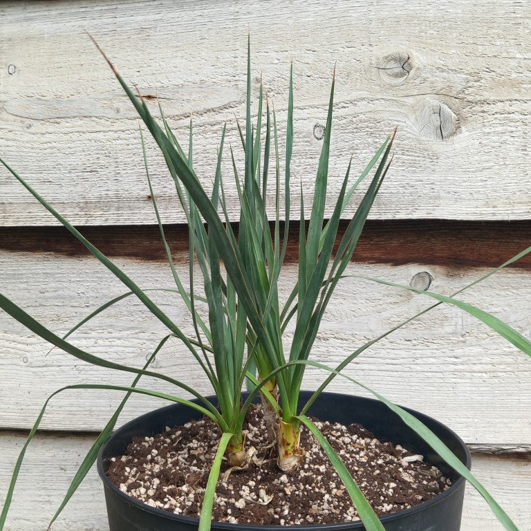 Yucca hybrid: (pallida x (filamentosa x flaccida)) x pallida