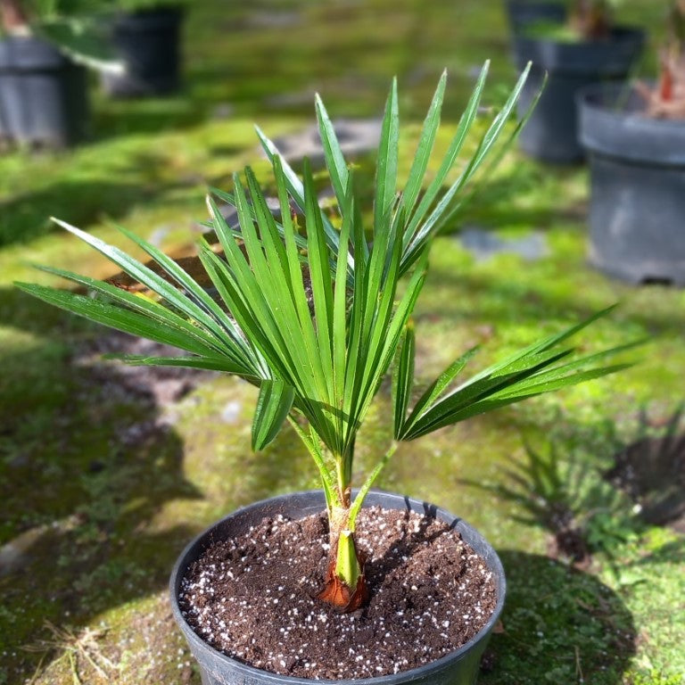 Trachycarpus wagnerianus x princeps