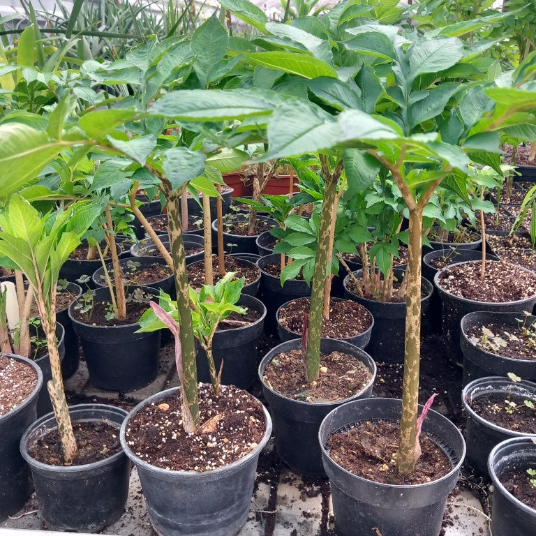 Amorphophallus konjac