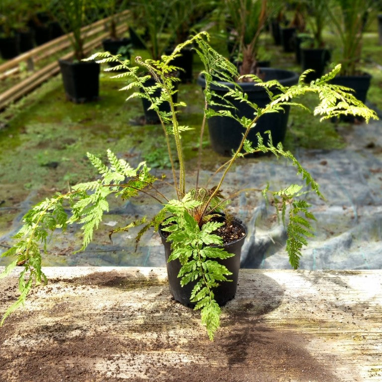 Dicksonia blumei